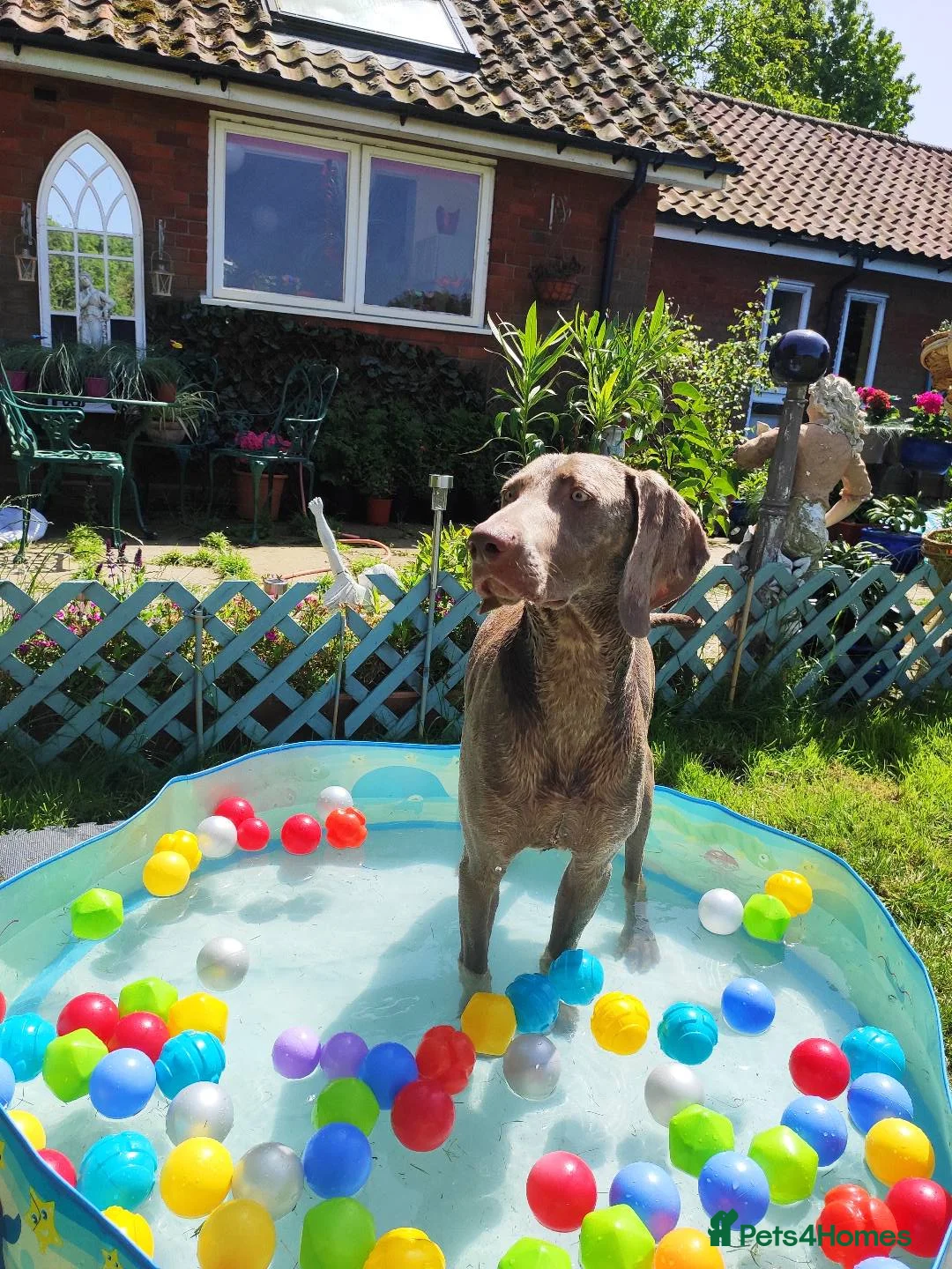 Weimaraner dogs for stud:  KC reg health tested Hipscored stud in Woodbridge - Advert 35