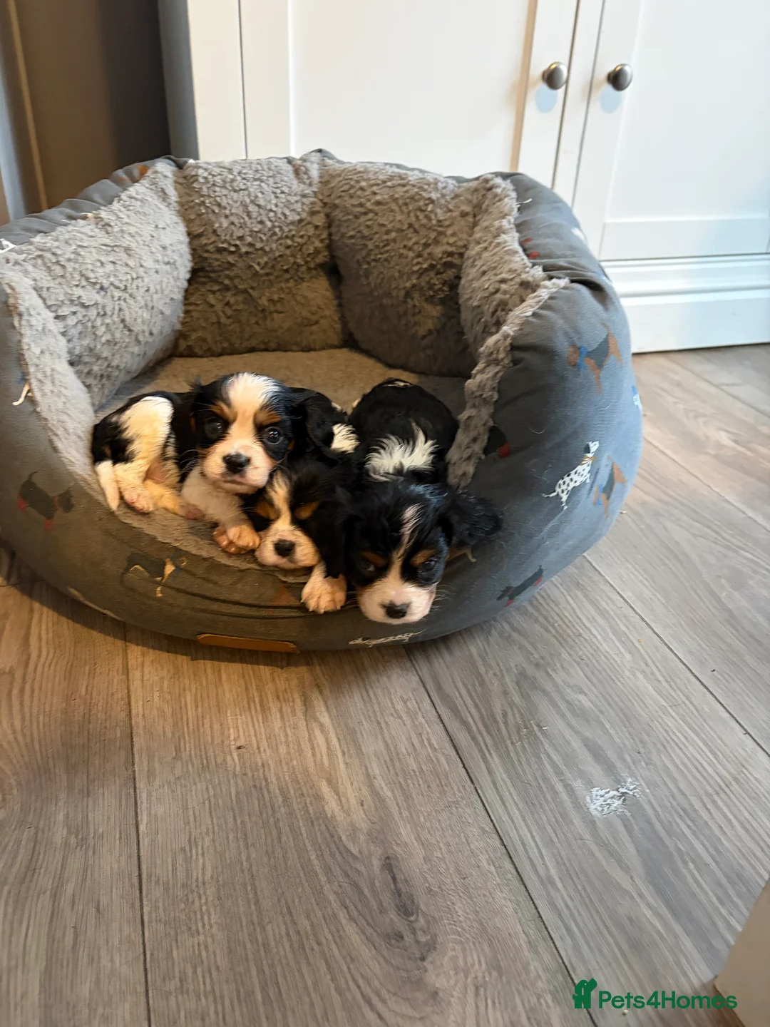Cavalier King Charles Spaniel dogs for sale: Cavalier King Charles  - Advert 21