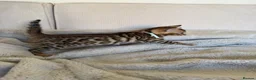 Bengal cats for sale: ✨ Pedigree Rosetted Bengal Kittens - Ready Soon✨ - Advert 5