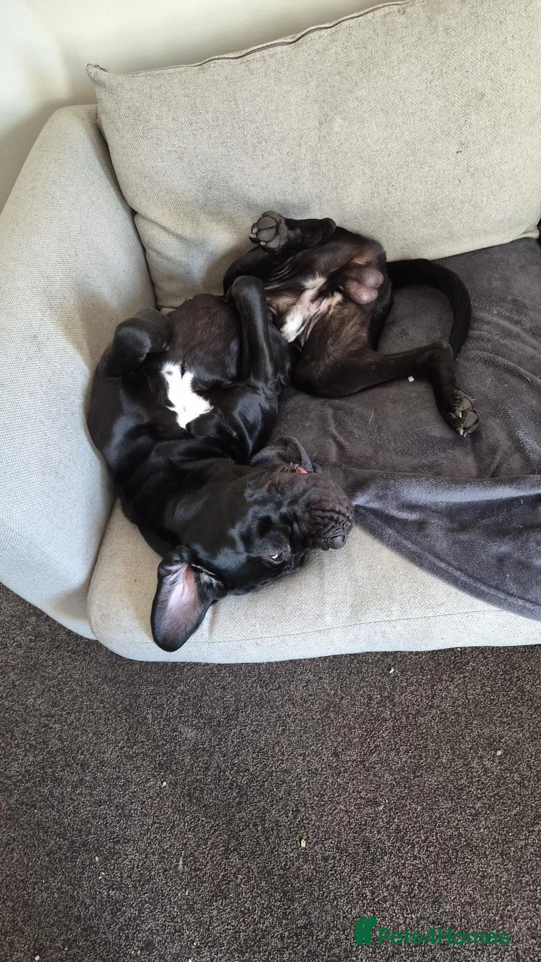 Cane Corso dogs for sale: The BEST Cane Corso available - Advert 2