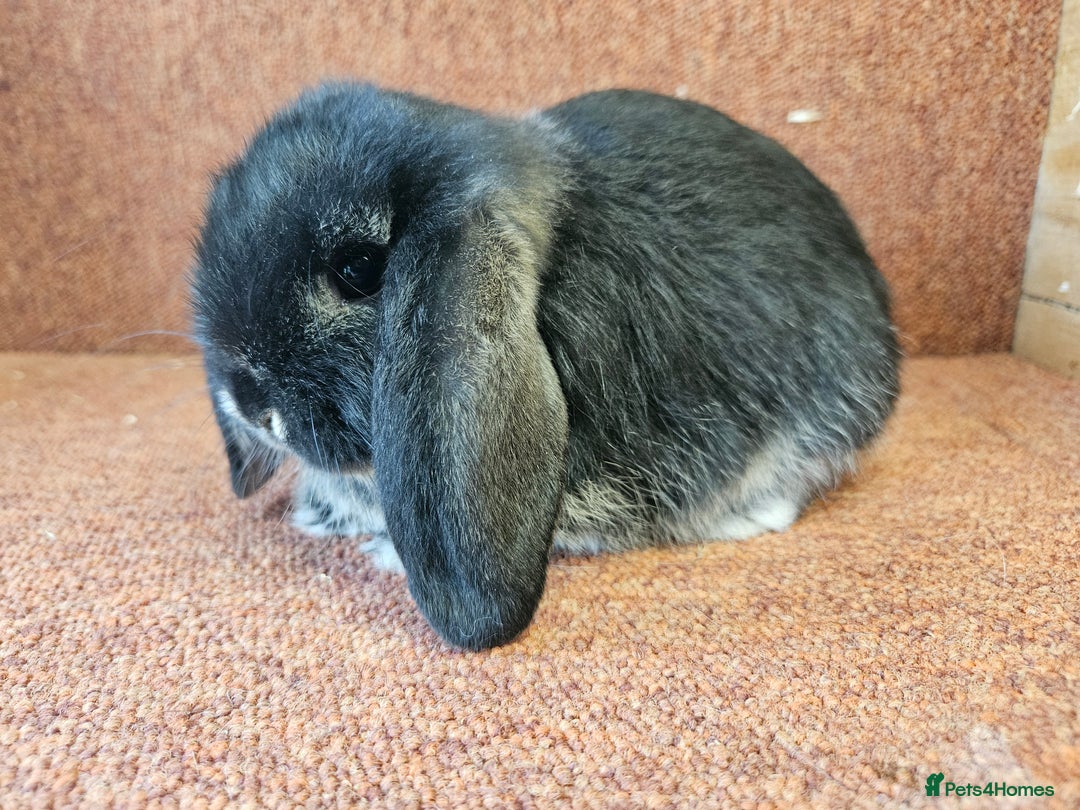 Mini Lop rabbits for sale: Pure mini lop Kits show lines . Vaccinated  - Image 7