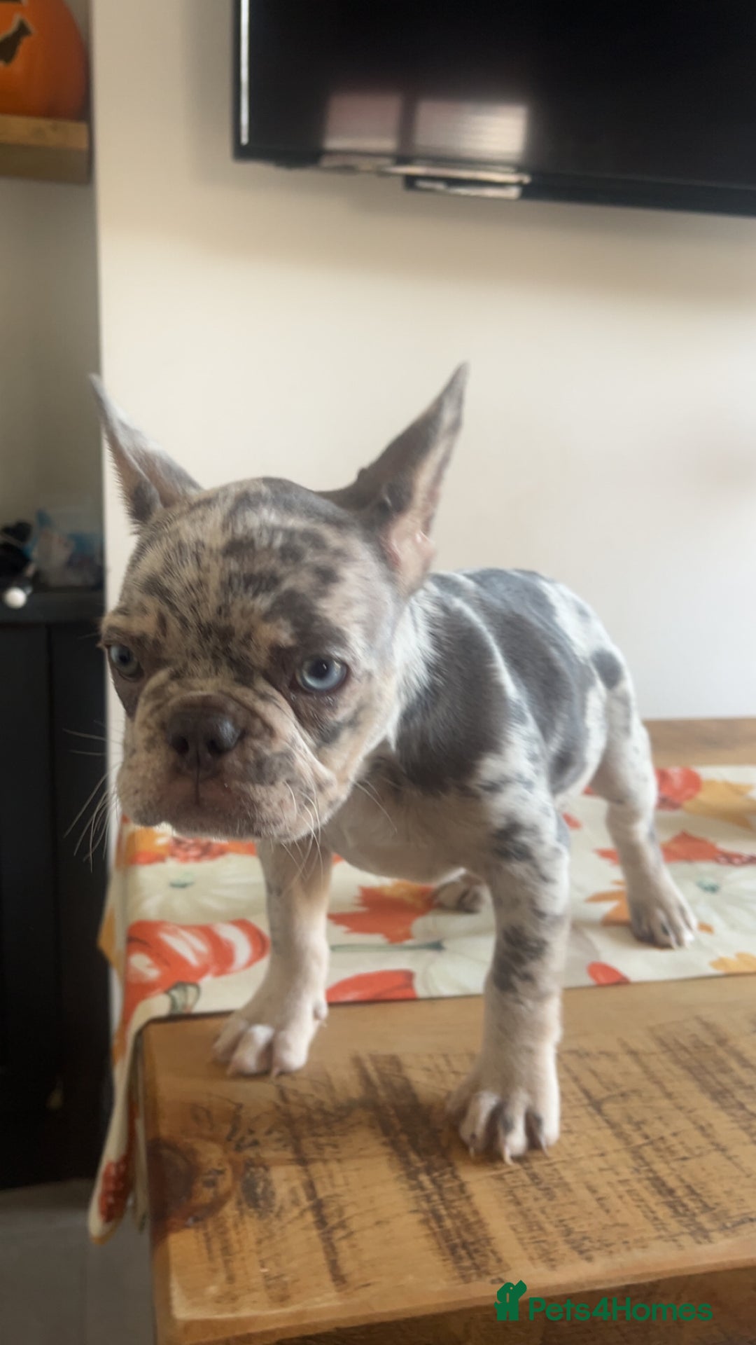 French Bulldog dogs for sale: French bull dog puppy  - Image 4