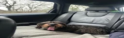 Dachshund dogs for sale: Standard quality Wire haired dachs - Advert 4