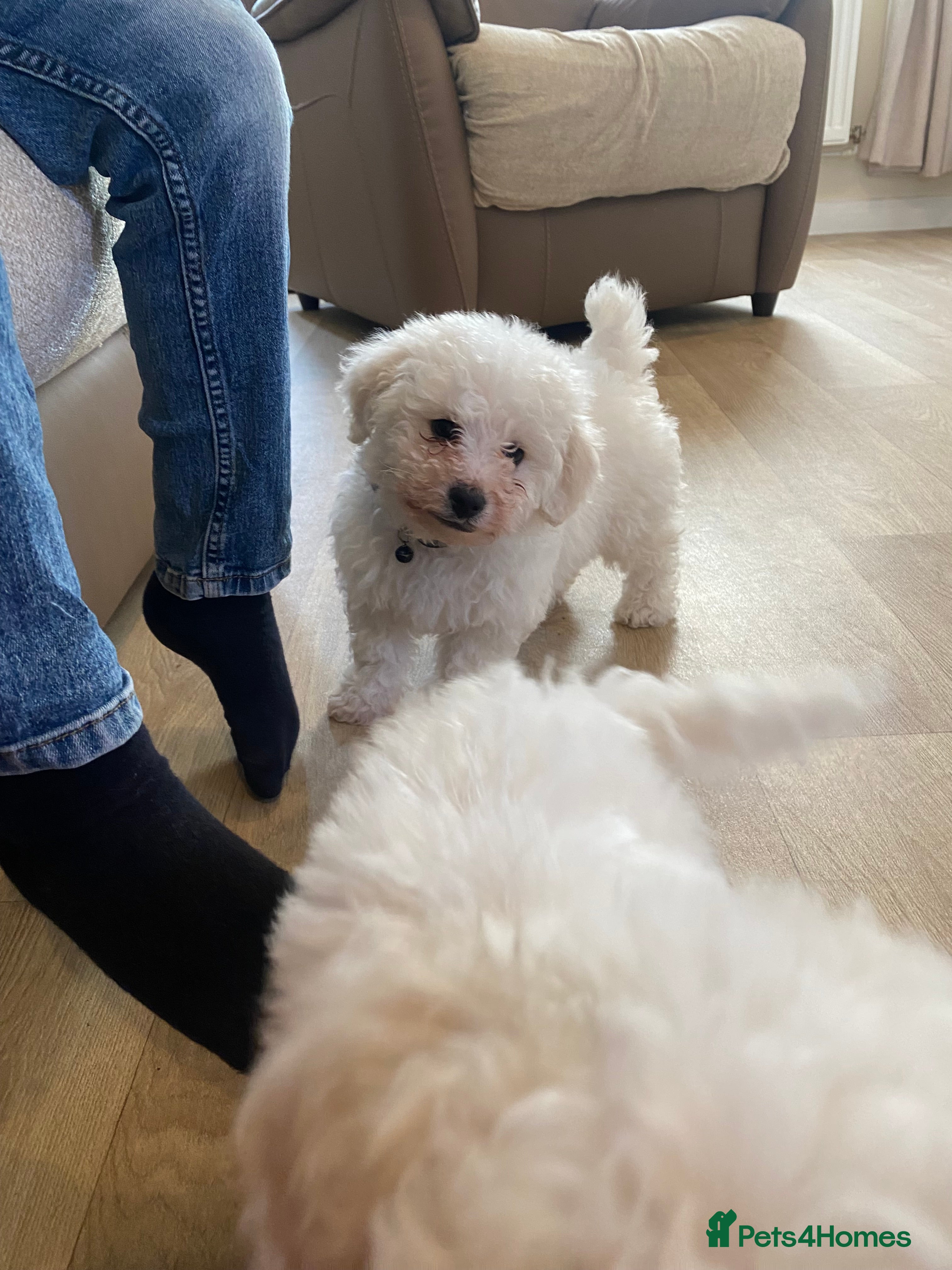 Bichon Frise dogs 2 boys left  Bichon frise puppies - Advert 10