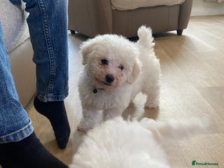 Bichon Frise dogs Bichon frise puppies last boy - Advert 6