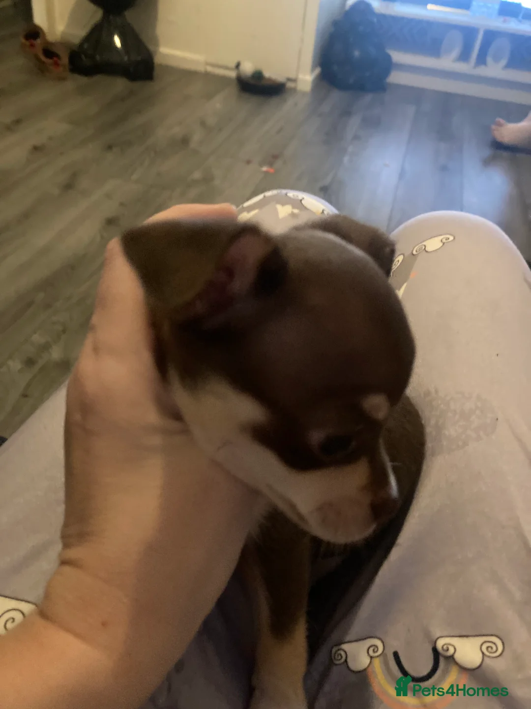 Chihuahua dogs for sale: Miniature chihuahua pups 2 females left - Advert 5