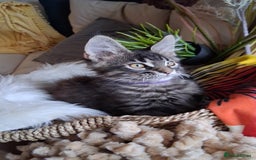 Maine Coon cats for sale: MAINE COON XL purebred registered active - Image 8