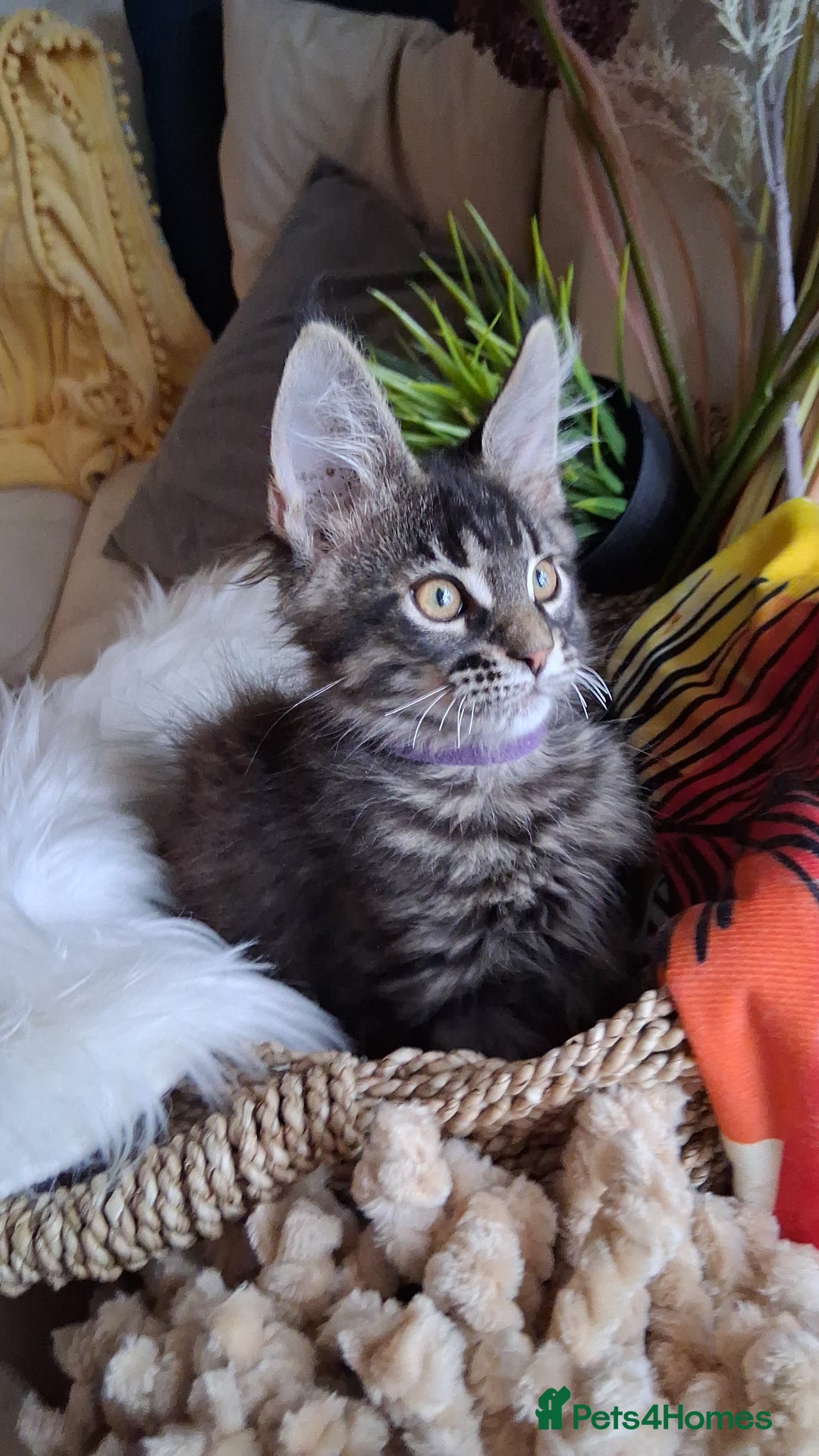 Maine Coon cats for sale: MAINE COON XL purebred registered active - Image 8