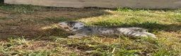 Mixed Breed cats for sale: 6 Beautiful Kittens - Advert 3
