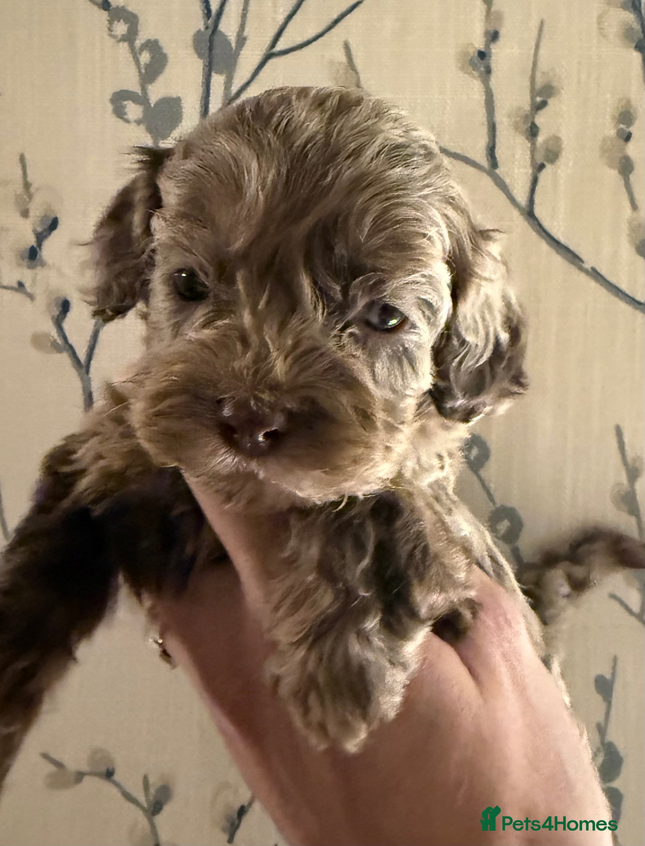 Cockapoo dogs Lovely American Cockapoo Pups Chocolates & Merles  - Advert 7