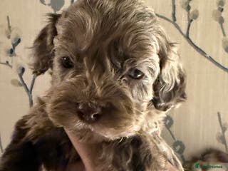 Cockapoo dogs Lovely American Cockapoo Pups Chocolates & Merles - Advert 11