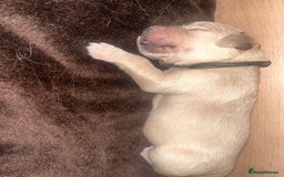 Golden Retriever dogs for sale: Pure bred Golden Retriever puppies - Image 25