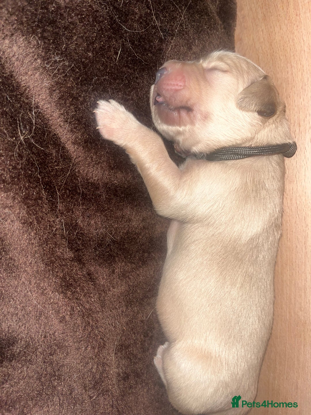 Golden Retriever dogs for sale: Pure bred Golden Retriever puppies - Image 25