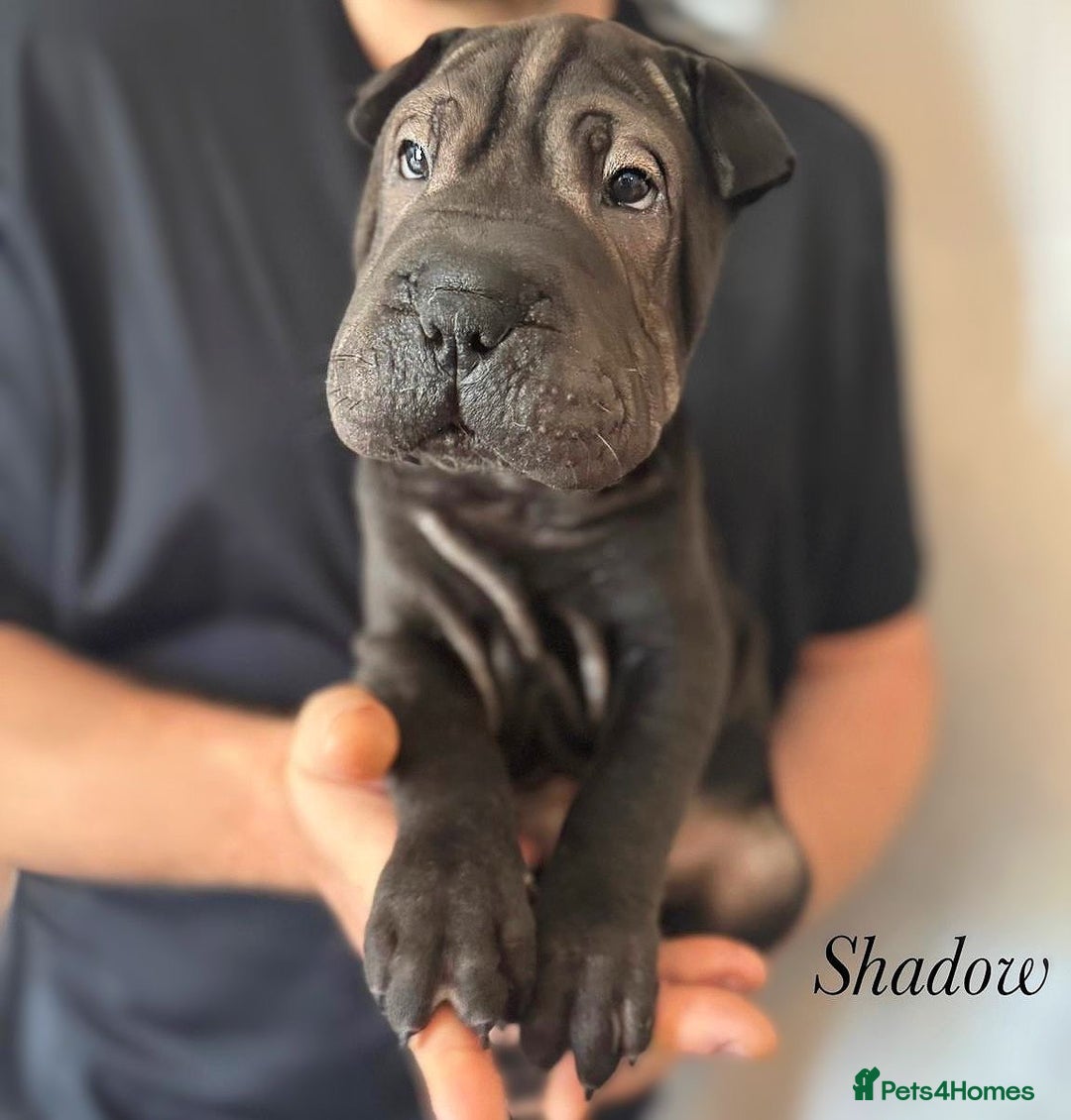 Shar Pei dogs for sale: 2 boys left full shar pei - Image 15