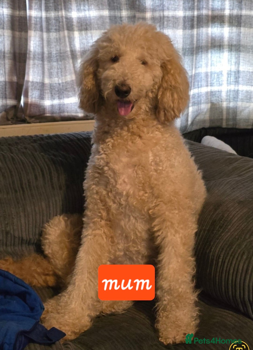 Mixed Breed dogs for sale: Standard poodle  cross - Advert 8