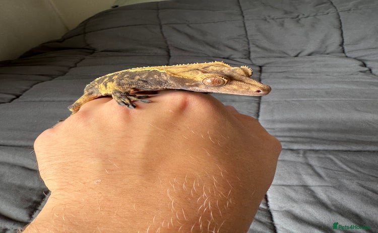 Gecko reptiles - Advert 4