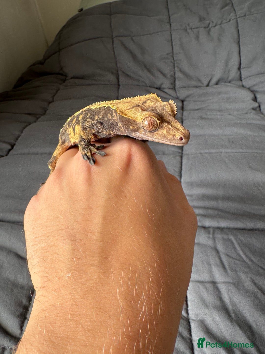 Gecko reptiles for sale: Male juvenile crested gecko  - Image 1