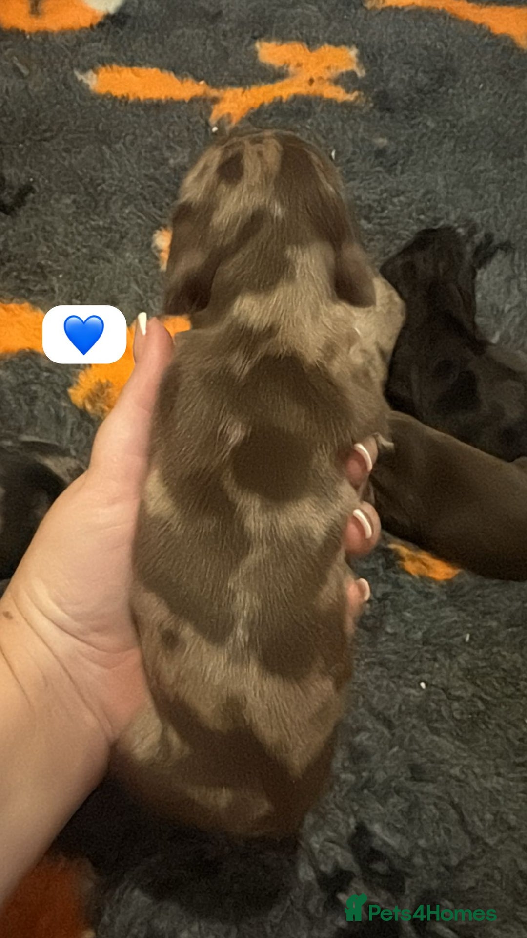 Dachshund dogs for sale: Miniature dachshund puppy’s for sale  - Image 17