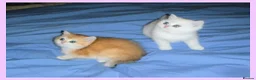 British Shorthair cats for sale: GCCF Regd Tipped British Short Hair Females - Advert 11