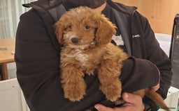 Cockapoo dogs for sale: 🐾STUNNING F1 COCKERPOOS HEALTH TESTED PARENTS 🐾 - Image 1