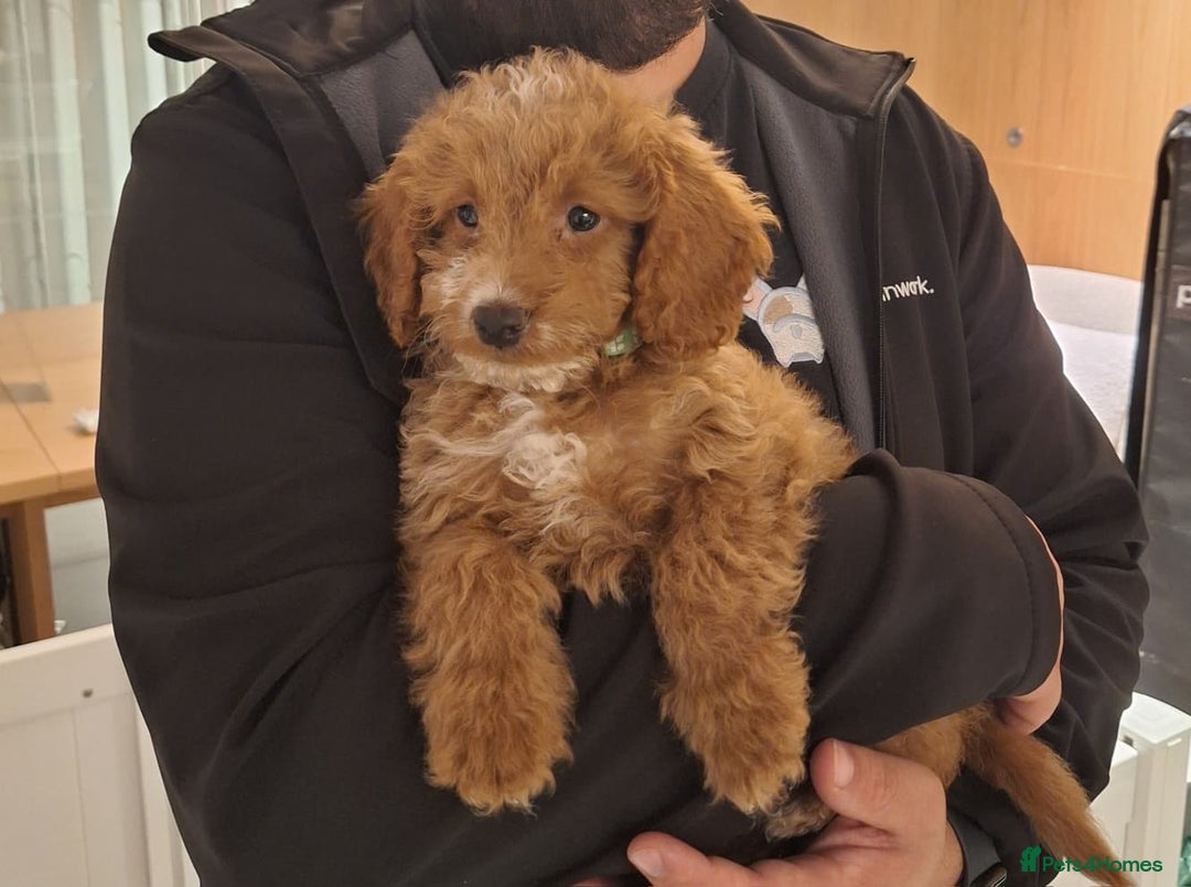 Cockapoo dogs for sale: 🐾STUNNING F1 COCKERPOOS HEALTH TESTED PARENTS 🐾 - Image 1