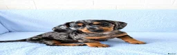 Miniature Dachshund dogs for sale: 5★ LICENSED BREEDER • KC REG BOYS READY NOW  - Advert 4