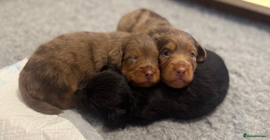 Miniature Dachshund dogs - Advert 2