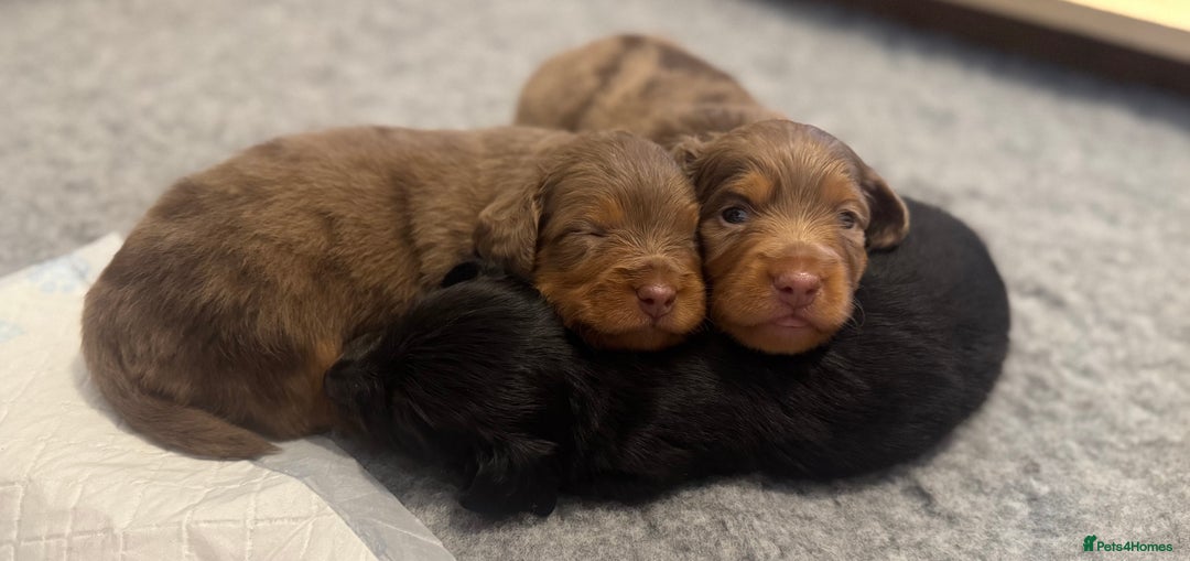 Miniature Dachshund dogs for sale: 3 Beautiful miniature longhair dachshund puppies - Image 2