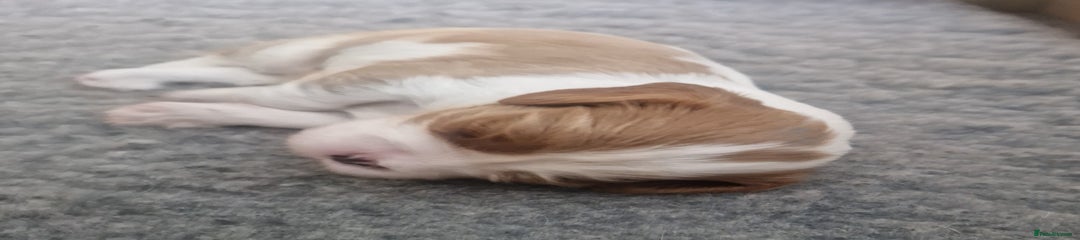 Cavalier King Charles Spaniel Puppy 1