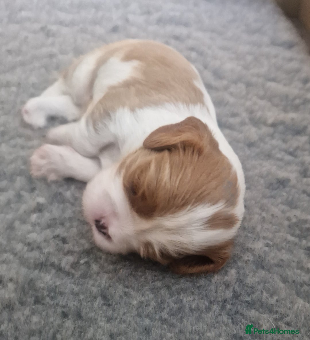 Cavalier King Charles Spaniel dogs for sale: 3 Stunning Cavalier King Charles Pups *DNA CLEAR* - Image 6