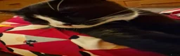 Mixed Breed cats for sale: Cats for sale - Orea and Malteser  - Advert 16