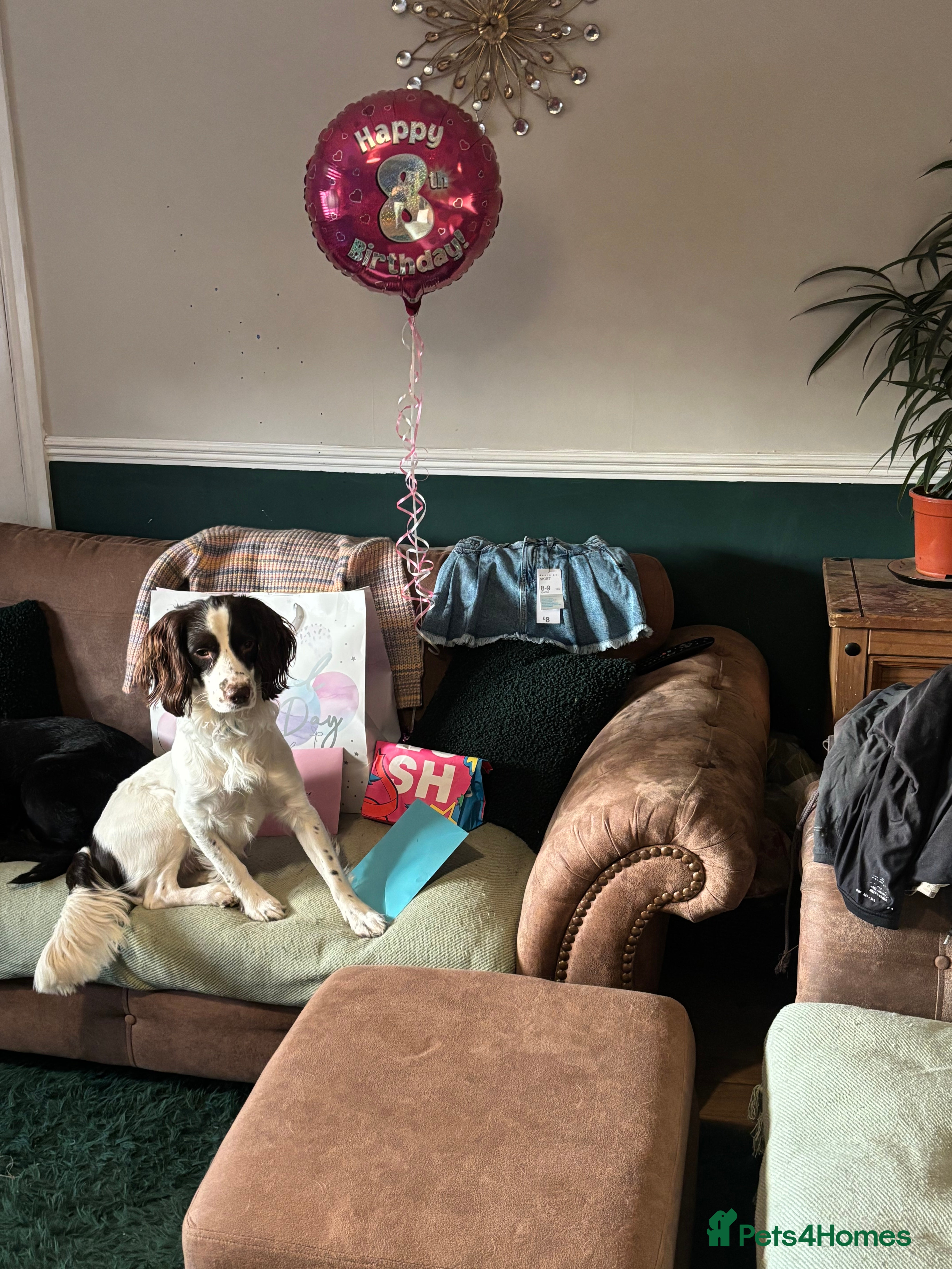 English Springer Spaniel dogs Buddy is looking for a girlfriend  in Blairgowrie - Advert 1