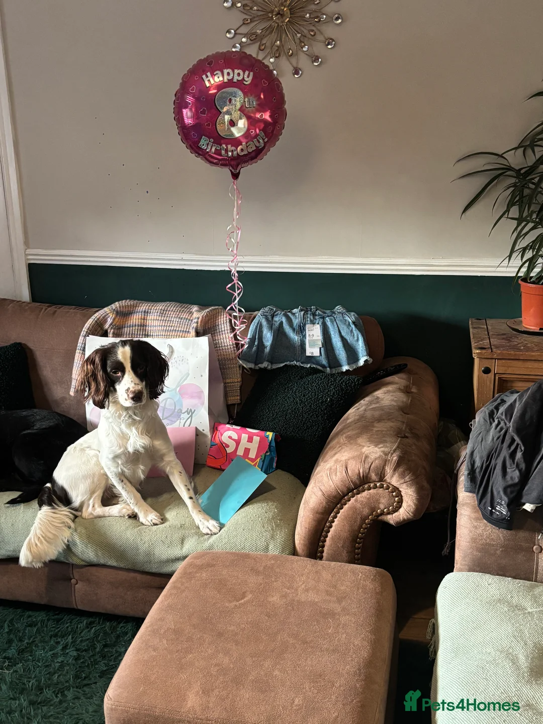 English Springer Spaniel dogs for stud: Buddy is looking for a girlfriend  in Blairgowrie - Advert 1