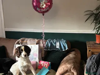 English Springer Spaniel dogs Buddy is looking for a girlfriend in Blairgowrie - Advert 5
