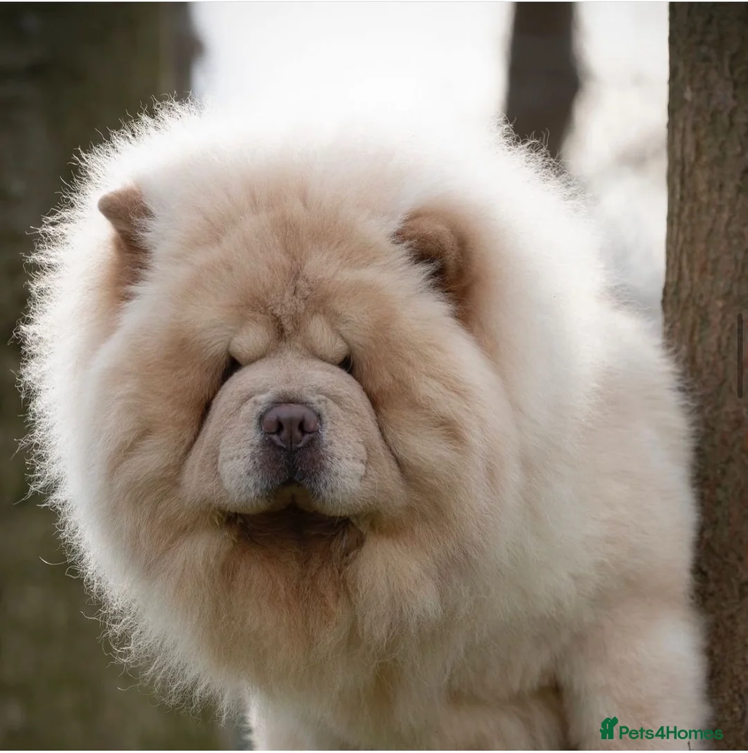 Chow Chow dogs for stud: Romeo platinum boy 🐾 in Tipton - Advert 7