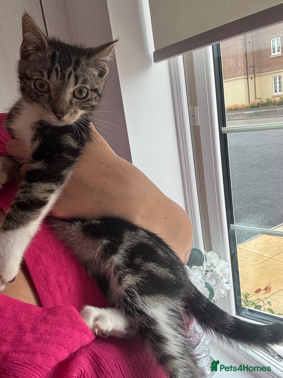 Mixed Breed cats for sale: Gorgeous tabby boy left  - Image 1