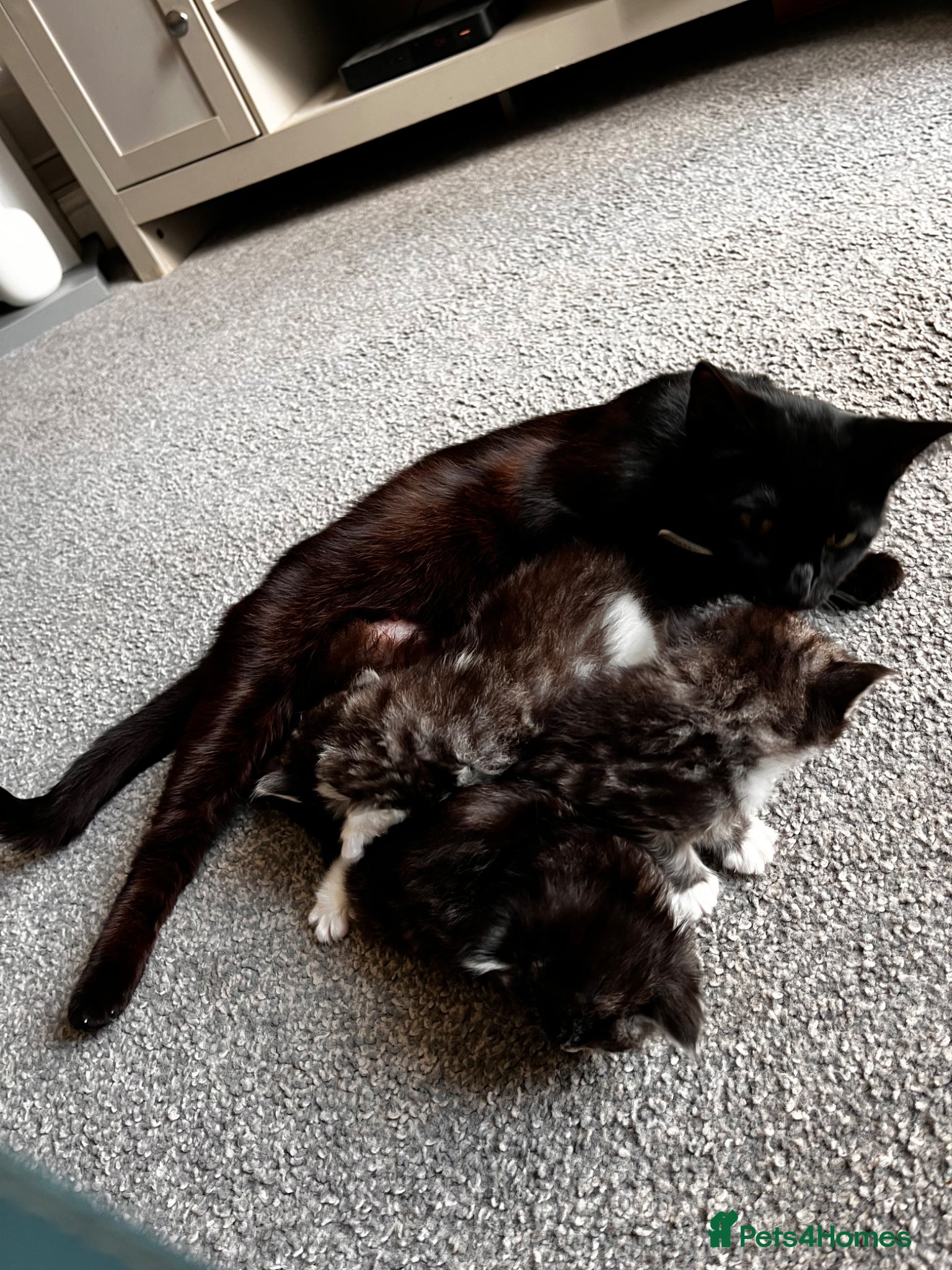 British Longhair cats Tabby half British long hair to domestic short  - Advert 1