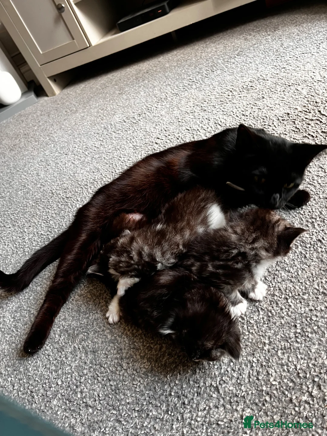 British Longhair cats for sale: Tabby half British long hair to domestic short  - Advert 1