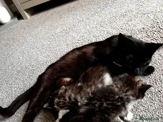 British Longhair cats Tabby half British long hair to domestic short - Advert 1