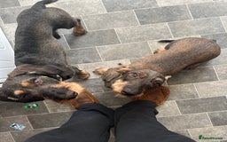 Dachshund dogs for sale: Teckel Dachshund for rehoming - Advert 10