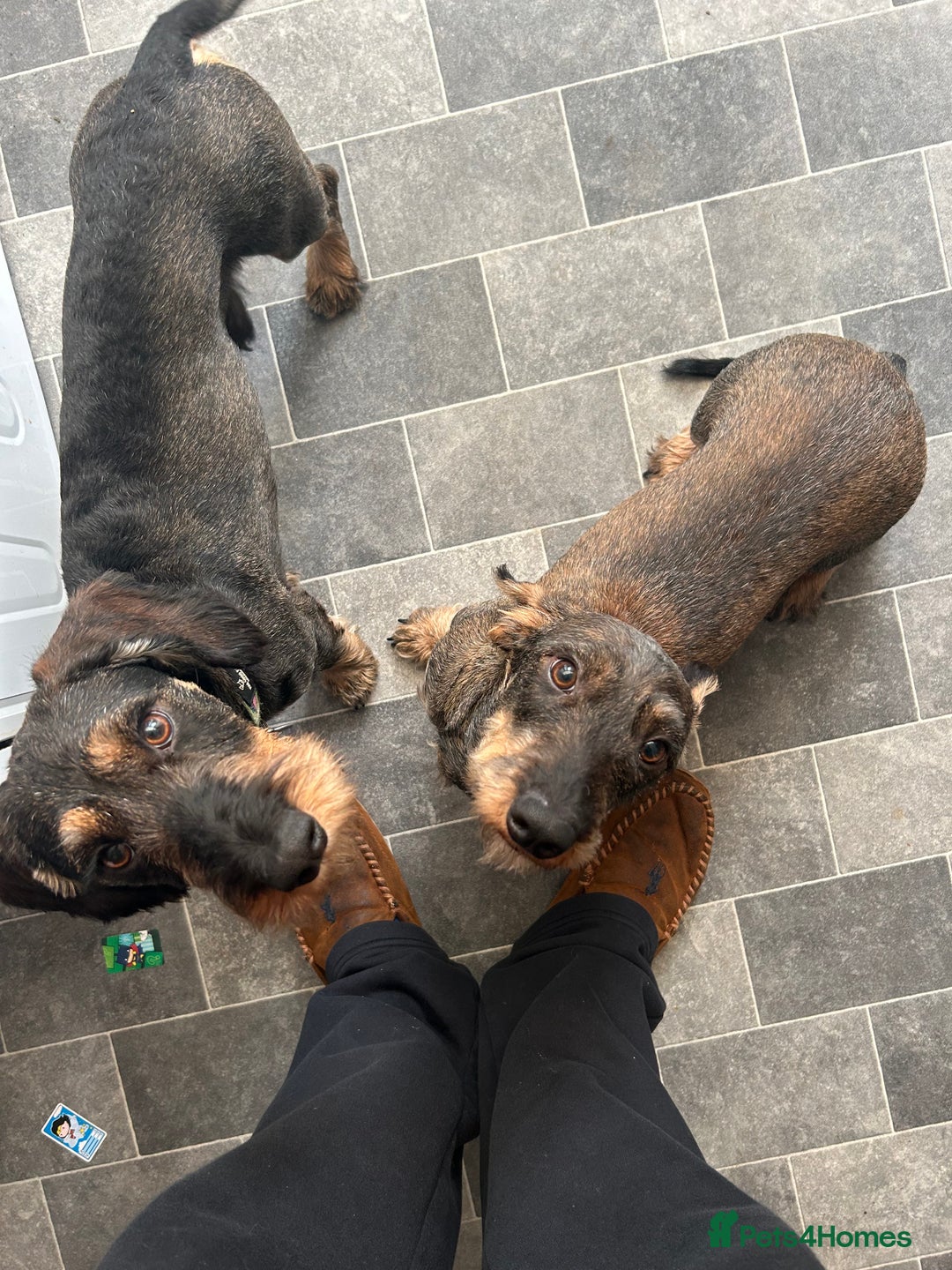 Dachshund dogs for sale: Teckel Dachshund for rehoming - Advert 10