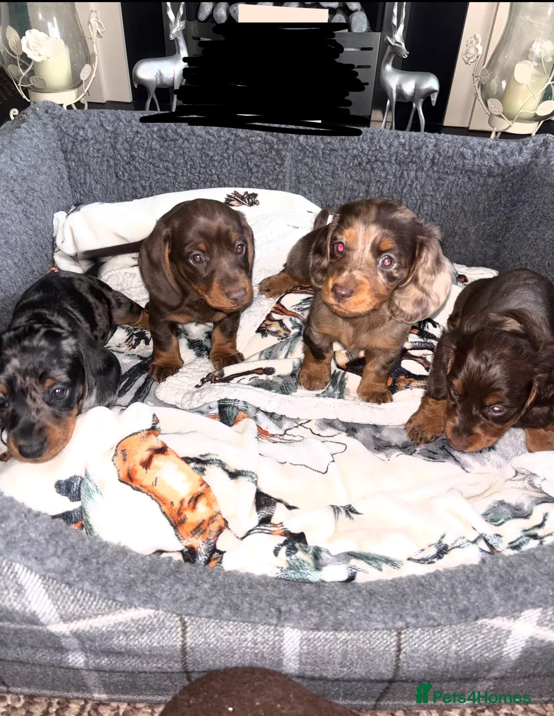 Dachshund dogs for sale: Miniature dachshund puppies 🐶long: smooth hair  - Advert 12