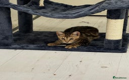 Bengal cats for sale: Marble bengal boy and bengal girl - Image 4