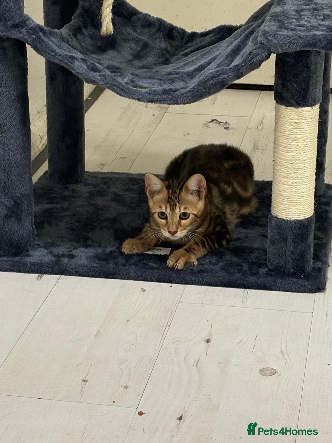 Bengal cats for sale: Marble bengal boy and bengal girl - Image 4