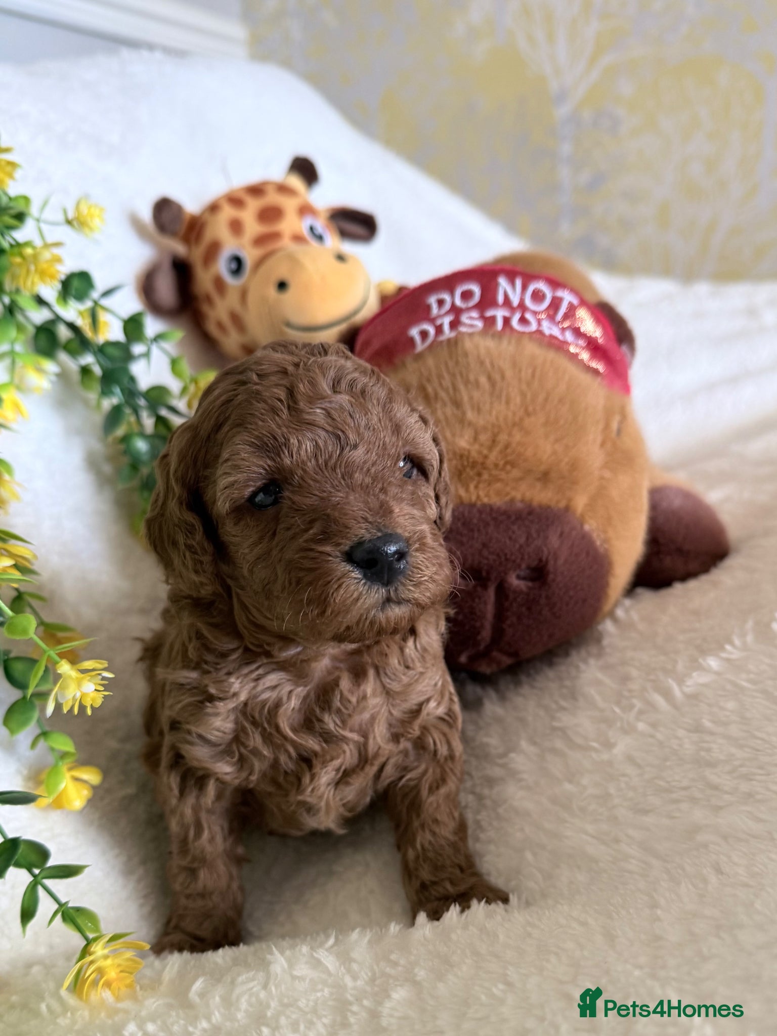 Cavapoo dogs Cavapoo puppies F1B - Advert 1