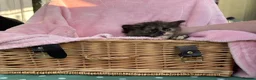 Mixed Breed cats for sale: ***British longhair cross flamepoint ragdoll*** - Advert 3