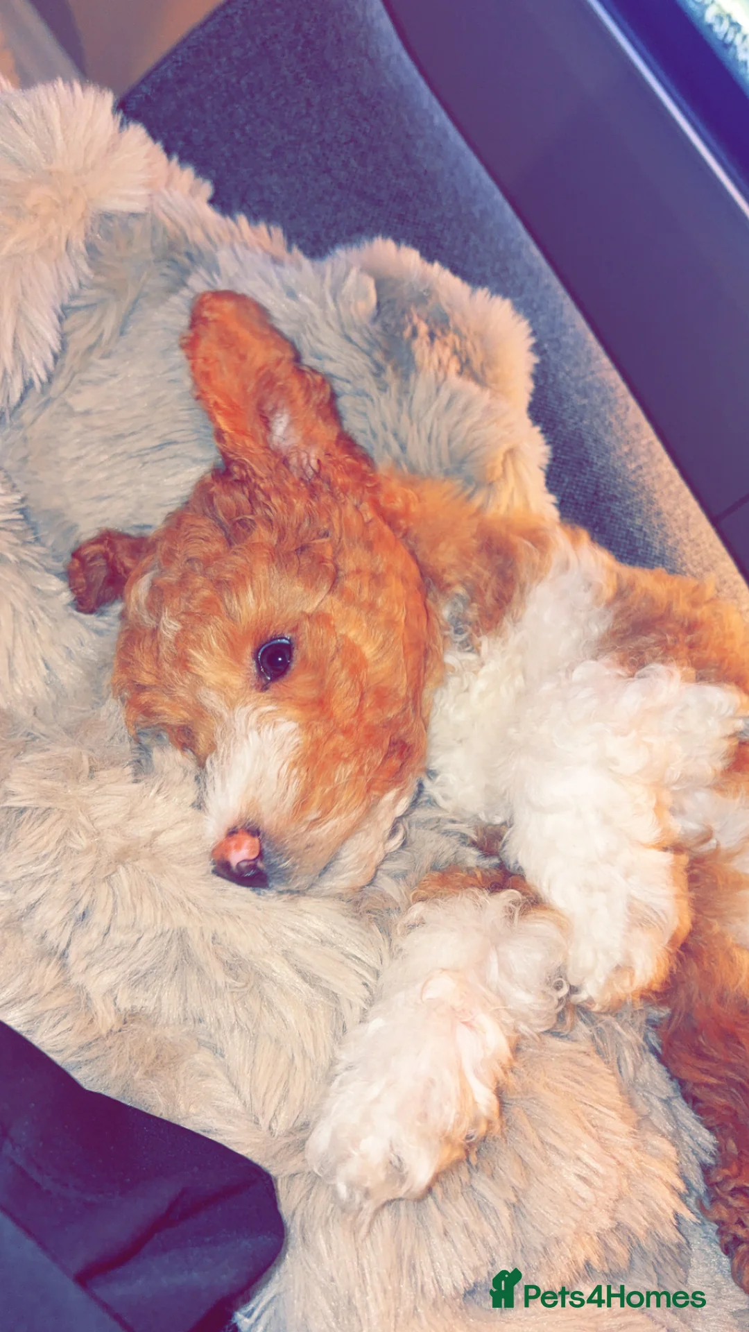 Mixed Breed dogs for sale: Rough collie x poodle  in Sheffield - Advert 2