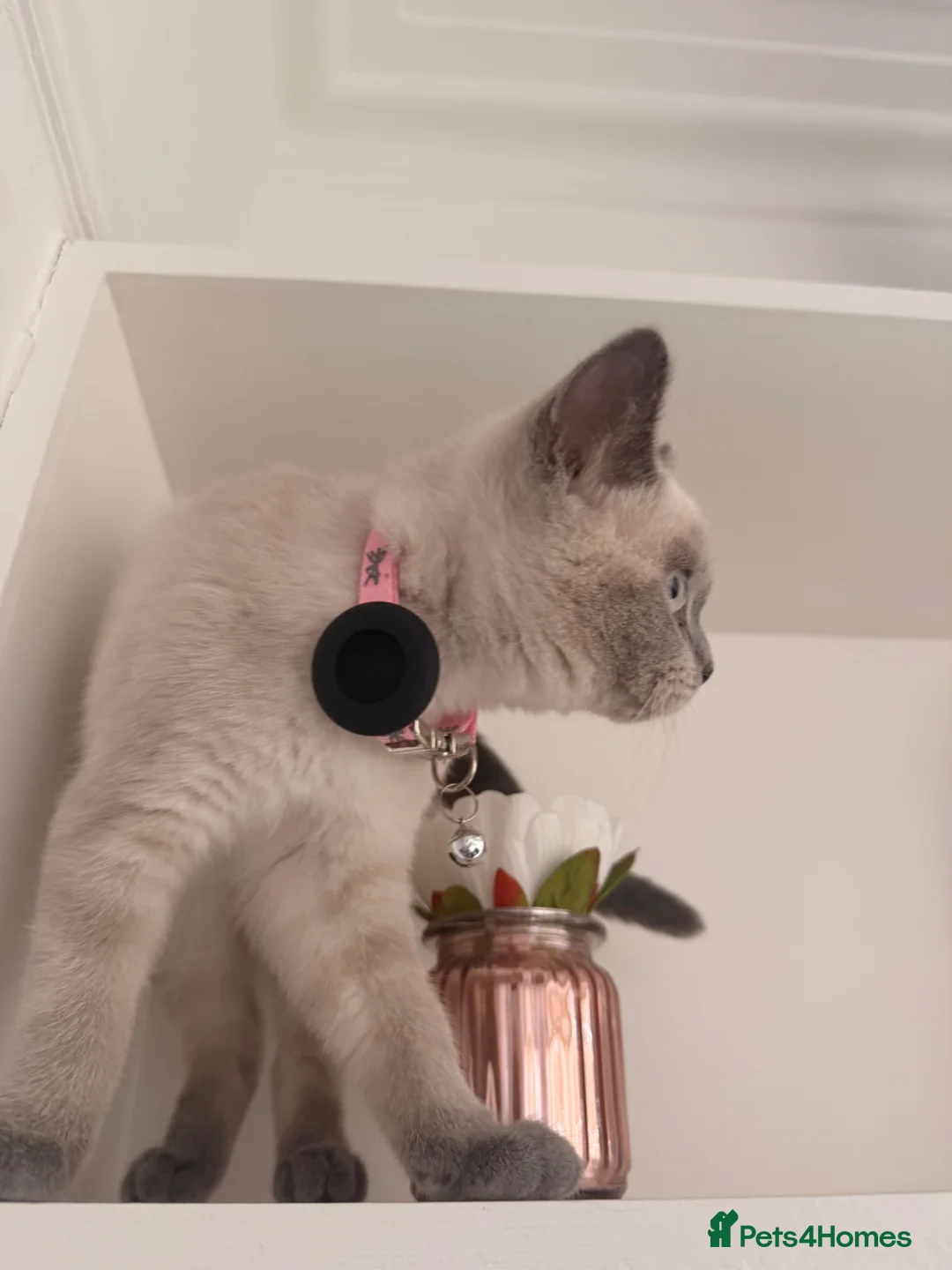 British Shorthair cats for sale: Adorable Colourpoint BSH Female Kitten £750 - Advert 2