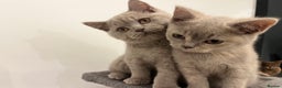 British Shorthair cats for sale: Pedigree British Shorthair Kittens Golden & Lilac - Advert 7