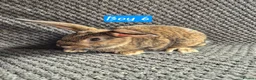 Mini Lion Lop rabbits for sale: Mini Lion Lop Bunnies - Advert 6